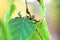 Green caterpillars eat birch leaves. Crop pest attack