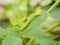 Green caterpillars on leaves