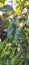 Green caterpillars on the leaves of an orange plant