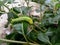 green caterpillars are leisurely preparing to eat the leaves