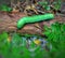 Green caterpillars slither on top of a rotting tree trunk