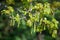 Green Catkins male flowers on a Sessile Oak tree in Essex