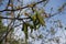 Green catkins and reddish leaves of walnut against blue sky in April