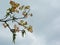 Green catkins and young red leafs of a walnut tree against a soft cloudy sky