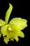 Green catleya orchid