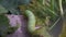 Green Catterpillar of Papilio machaon nearing its final days as a caterpillar.
