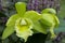 Green Cattleya-type Orchid