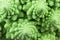 Green cauliflower - Romanesco - Green Background