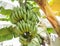 Green cavendish banana fresh bunch or gros michel fruits growing on tree