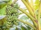 Green cavendish banana fresh bunch or gros michel fruits growing on tree