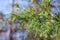 Green Cedar Tree Branch Close Up in the Forest