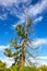 Green cedar tree in Livadia palace park, Yalta, Crimea