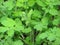 Green celandine leaves background