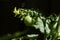 Green Celebrity tomato on vine, black background