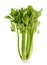 Green celery leaves