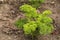 A green celery plant in the vegetable garden