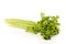 Green Celery vegetable