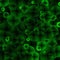 Green cells background