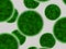Green cells, microscopic particles. Molecules, molecular cell. Close up of a mirco organism, science and medical element