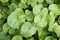 Green Centella asiatica leaves in nature garden