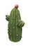 Green ceramic figure of a cactuses. Decorative toy sculpture for the garden. Souvenir. Isolated on white background