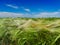 Green cereal field in summer