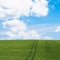 Green cereal field under blue sky in Picardy