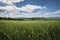 Green cereal field and a village on background