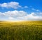 Green cereal fields under blue sky