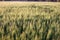 green cereal plant closeup photo,Wheat field and countryside scenery,close up of young green wheat on the field