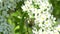 Green chafer feeding on white blossoms