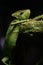 Green Chameleon black Background on tree