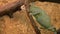 Green Chameleon hiding on tree branch