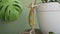 Green chameleon and little boy, monstera beautiful houseplant. child Strokes an exotic animal indoor, a room, a home
