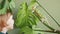 Green chameleon and little boy, monstera beautiful houseplant. child Strokes an exotic animal indoor, a room, a home