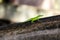 Green Chameleon Lizard Brown Wood