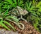 Green chameleon - reptile, closeup view