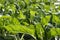 Green chard cultivation in a hothouse field