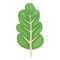 Green chard icon cartoon vector. Swiss salad