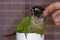 Green Cheek Conure Gets an Itch Scratched