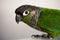 Green Cheek conure parrot