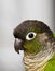 Green cheeked conure