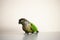 Green Cheeked conure with copy space