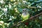 Green-cheeked parakeet conure or Pyrrhura molinae sitting on green tree background close up