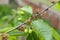 Green cherries on a branch. Unripe fruit. Gardening