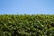 Green cherry laurel hedge under a blue sky