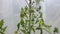 green cherry tomatoes in a greenhouse