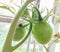 Green cherry tomatoes growing on a vine as part of a home garden