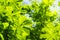 Green chestnut leaves against blue sky. Summer background. Green vegetation on clear sunny day