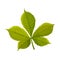 Green Chestnut Pointed Oblong Leaf with Veins Vector Illustration